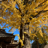 🌈🍂 秋の彩りに包まれて：たなしぐらしの田無神社日記