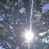 １１１６４回目のブログ更新　木漏れ日
