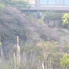 国立公園雲仙ミヤマキリシマ開花情報（第4号）26