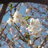 　サクラ３分咲き♪　板橋から池袋、目白へ