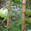 ８月も終わりです