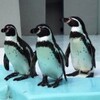 野毛山動物園にフンボルトペンギン3羽が入園（神戸）