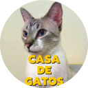 casa de gatos 猫とメキシコの毎日