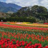 【秦野戸川公園】チューリップが見頃！春の丹沢ふもとの公園へ行こう！