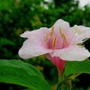 衣替え・・