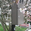 大井神社（亀岡市）の近くの桜。