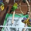 セキセイインコ　毎回　お世話すると可愛くなっていく😊