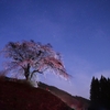 🌸上発知シダレザクラ　深夜の絶景です😊