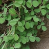 Lespedeza pilosa　ネコハギ