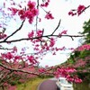 桜咲く