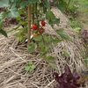 ミニトマトの初収穫　特権　アイコ　First harvest of cherry tomatoes