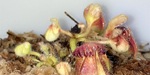 セファロタス成長記録=2026/9月26日 #食虫植物 #icos #BGM #ボカロ #初音ミク