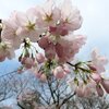 新発田市・大峰山桜公園の桜 2024(4/8)