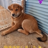 保護子犬「ゆず」に飼い主さんが決まりました🍀