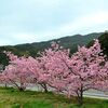 天草市で河津桜が見頃（熊本県）