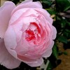 農業まつり・・