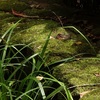 苔むす風景