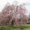 多摩川中央公園_桜！（東京都福生市）