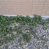 畑の恵み