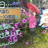 【東京の今日は雨だったwww】体調不良無縁の秘訣❓＆PFAS情報も…(2024/02/21/Wed.)