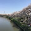 【お花見】最高のお花見場所、埼玉県にある北越谷元荒川堤のススメ