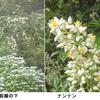 ぶどうの花ぶるい