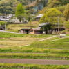 棚田風景・春