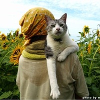 ねこ