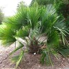 Advantages for Sabal Palms