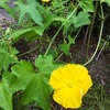 ヘチマの花と実