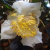 【植物の花の写真】お茶の花；ツバキ科  Camellia sinensis; Theaceae  2018年10月28日（日）鹿児島市自宅近所