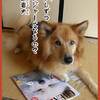 風ちゃんが　クレアDOGに　載ったでぇ!