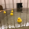 強羅花壇で温泉ざんまい