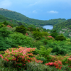 氷が池のヤマツツジ