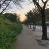 朝の散歩