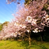 浜ちゃんの散歩道(８５８)　　早朝は夜明けの様子を歩きながら体感、夕方は佐鳴湖東湖岸の満開の「神代曙」桜を楽しんだ