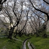 アジアな空間　その２０１０７　仕上げの桜パト　仙川　の巻