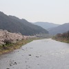 高山市内近くの桜状況！