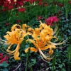 今日の花写真　2025/10/7