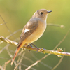 【泉の森】久々にジョウビタキ♀の撮影ができました。