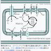 本領発揮の呼吸・最終ステップ！