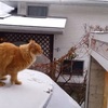 猫が車の屋根からジャンプ！でも雪で滑ってズサー･･･