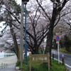 津島「天王川公園」の桜