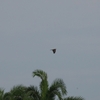 African Goshawk アフリカオオタカ
