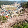 三隅梅林公園に咲いていた梅の花たちをパチリ ⑨