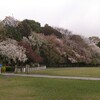 雨と桜のほっとするいちにち