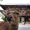 奈良 東大寺でございます