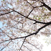 【2021年】12の月初桜　一本の桜をみつめて　あなたの お誕生月の桜は？こんな感じだよ☆彡