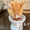 猫の『エサ』？『ご飯』？