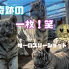 シロップファミリーに会ってきました